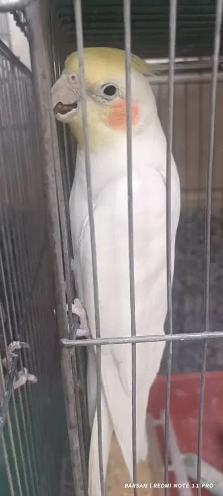 فروش عروس هلندی در نژاد های مختلف|پرنده|بوانات, |دیوار