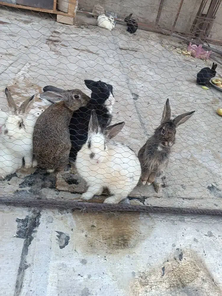 فروش خرگوش|موش و خرگوش|پاکدشت, شهرک انقلاب|دیوار