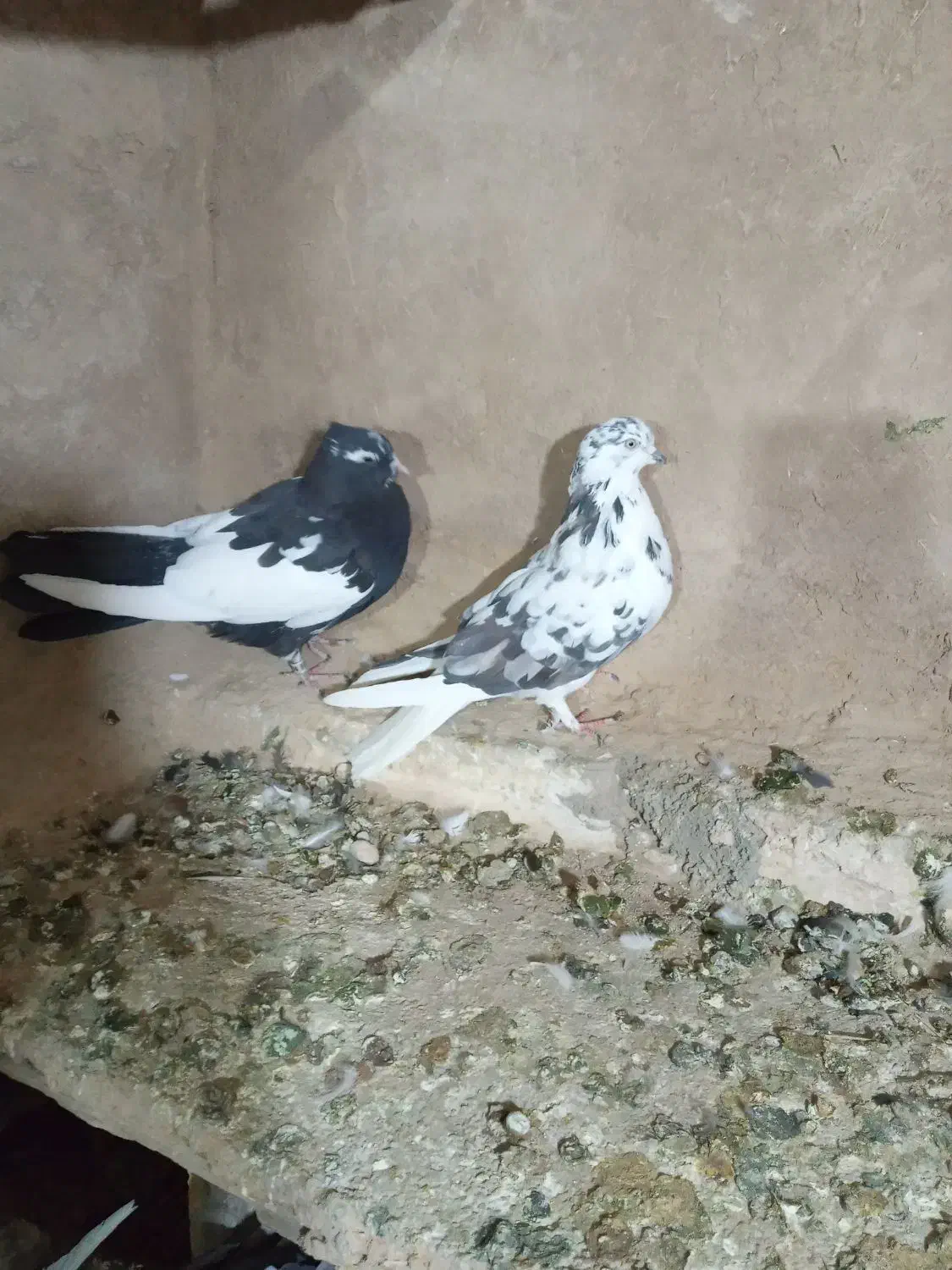 سلام دوتا کبوتر ماده سوسکی دمسفیدوابلق سیاه|پرنده|کرمانشاه, |دیوار