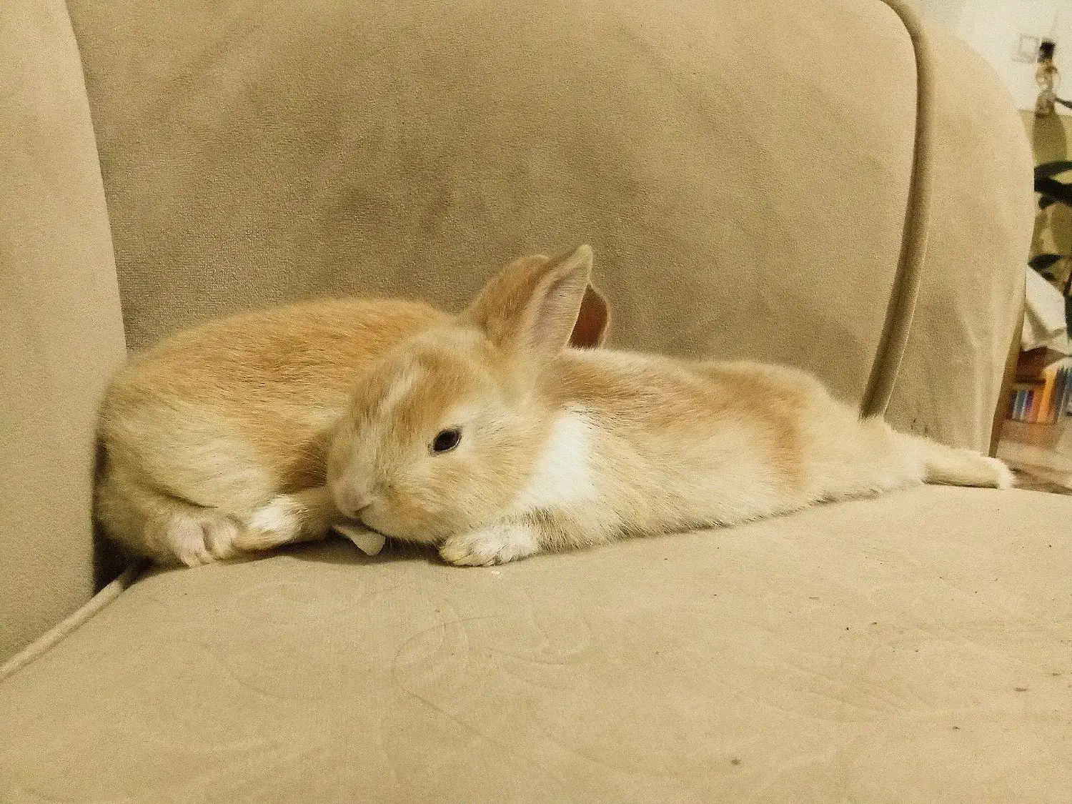 خرگوش|موش و خرگوش|رفسنجان, |دیوار