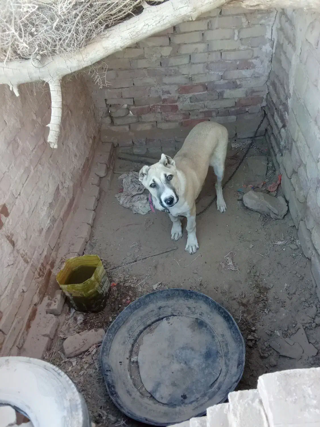 کچ دل فروشی موقعیت سرایان|سگ|سرایان, |دیوار