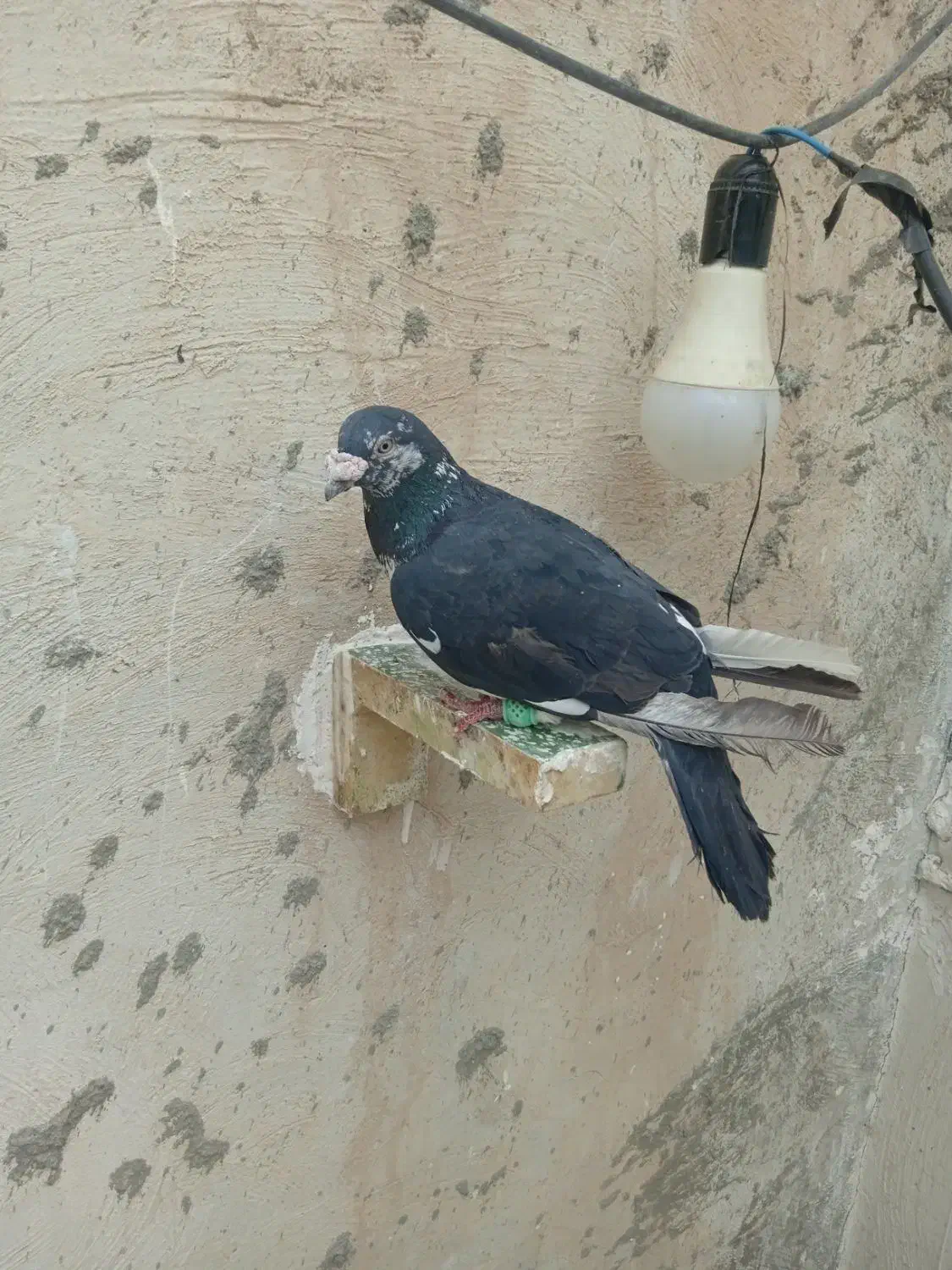 نر نابلد در خاش|پرنده|خاش, |دیوار