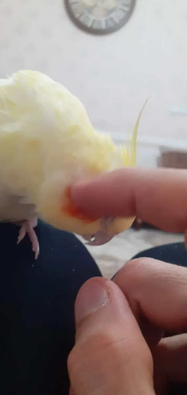 عروس هلندی|پرنده|زنجان, |دیوار