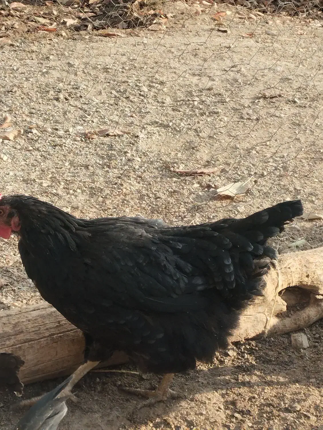 مرغ محلی کرچ شو|حیوانات مزرعه|رودهن, |دیوار