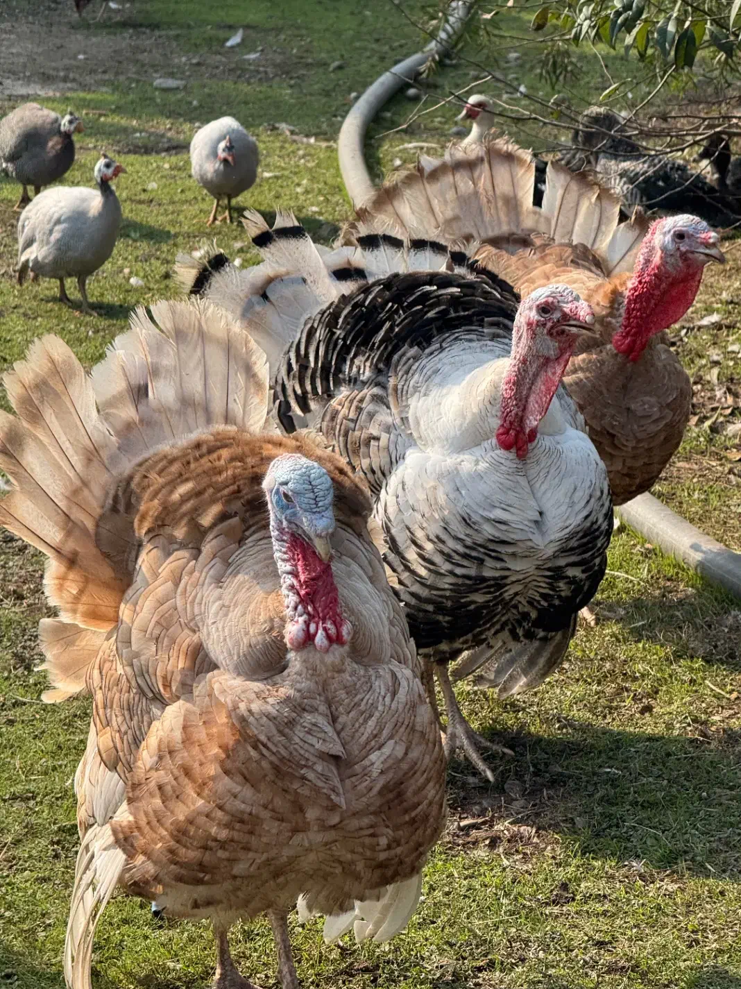 بوقلمون|حیوانات مزرعه|سنگر, |دیوار