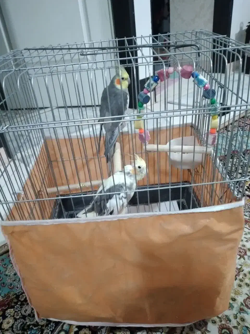 عروس هلندی یک جفت با وسایل|پرنده|فردیس, سپید دشت|دیوار