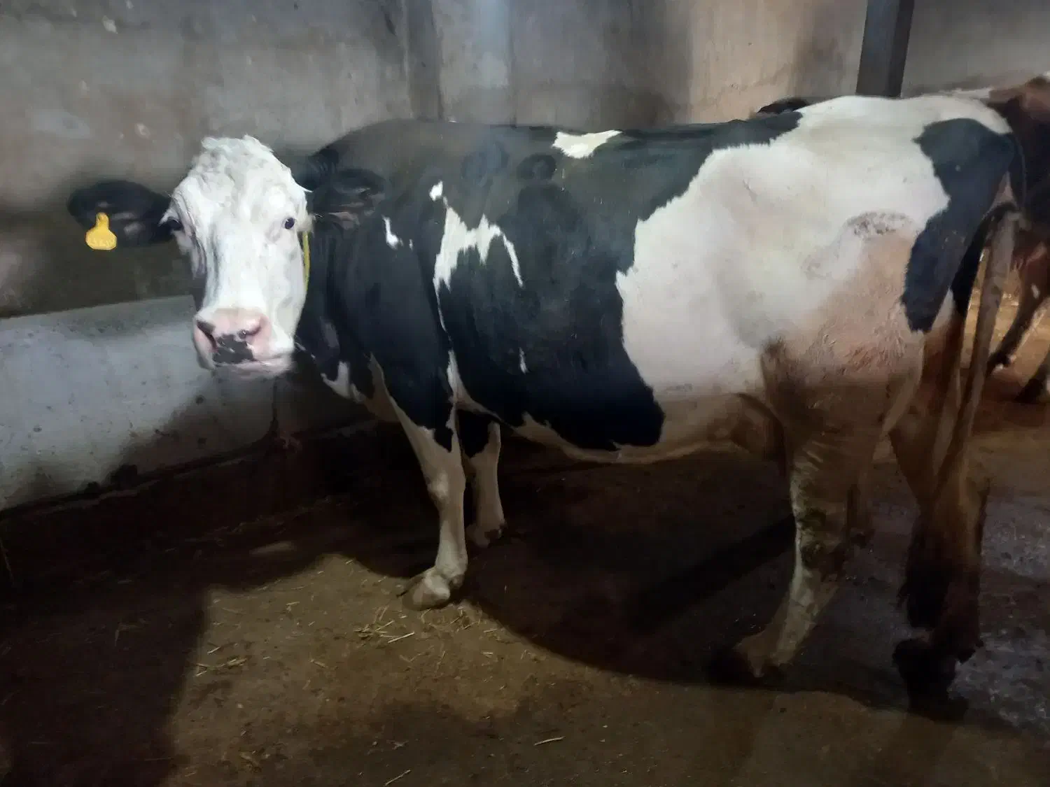 گاو سیمینتال شکم سوم با گوساله سیمینتال ماده|حیوانات مزرعه|مشگین شهر, |دیوار