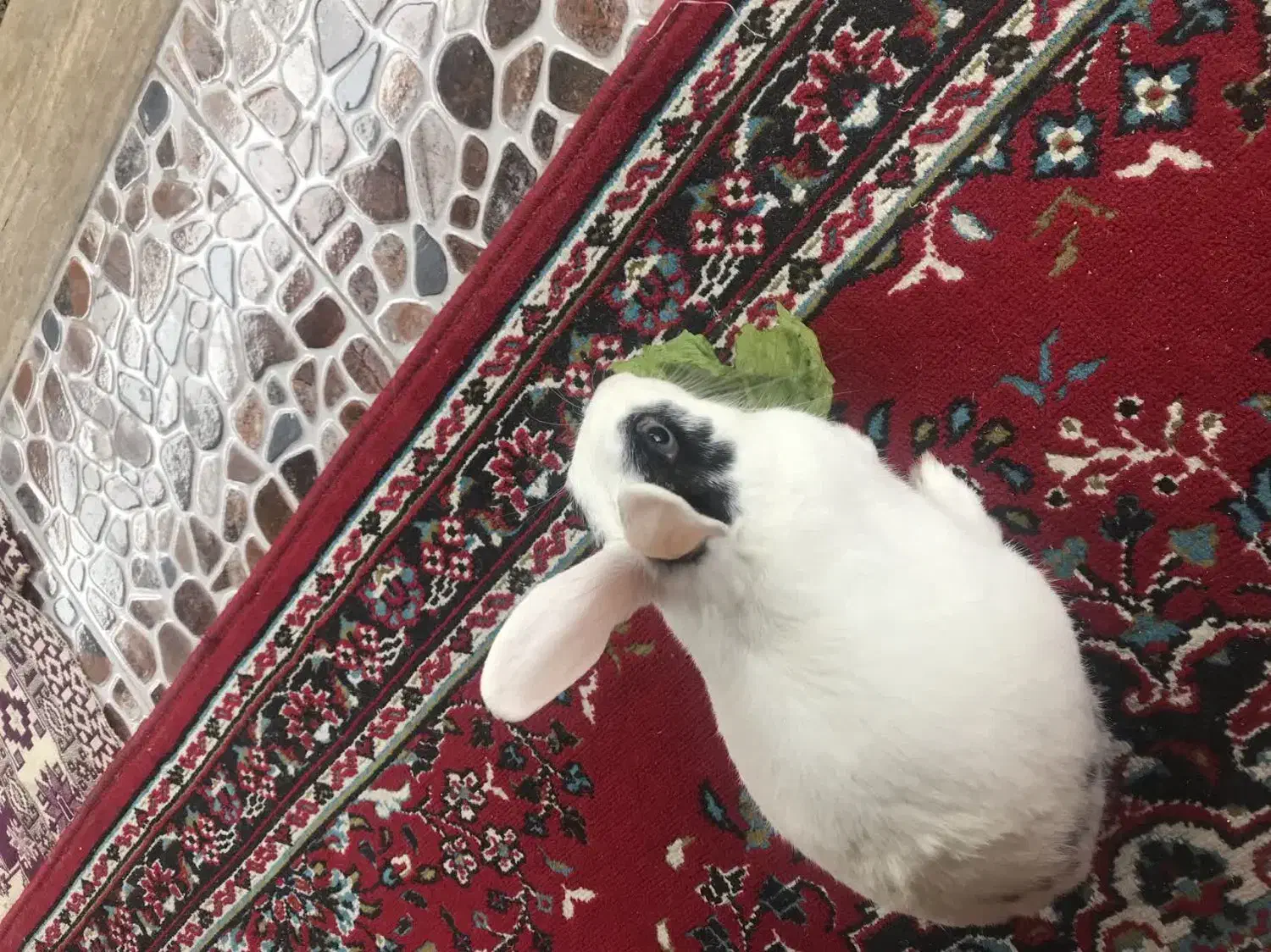 خرگوش سفید|موش و خرگوش|ساوه, |دیوار