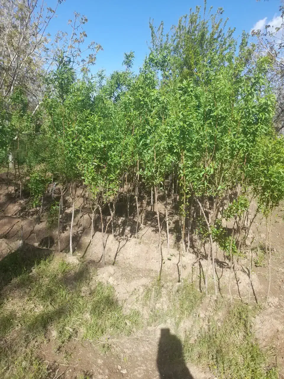 نهال بادام وطن|گل و گیاه طبیعی|عجب شیر, |دیوار