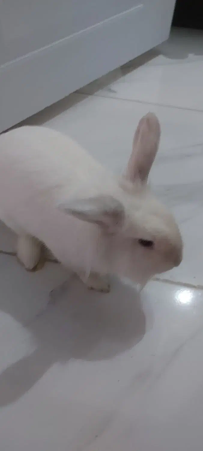 خرگوش|موش و خرگوش|آستانه اشرفیه, |دیوار