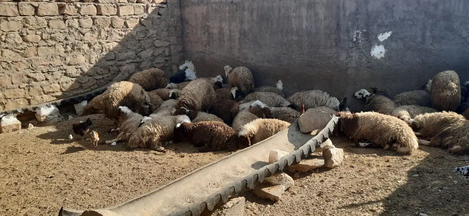 بره نر کشتاری و صادراتی سفید جفتی ۱۰۰ کیلو|حیوانات مزرعه|رومشکان, |دیوار