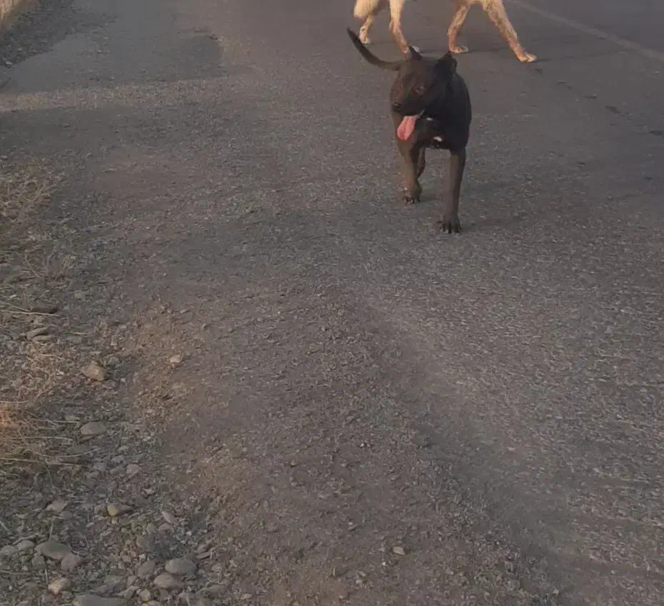 پیتبول|سگ|سنندج, |دیوار