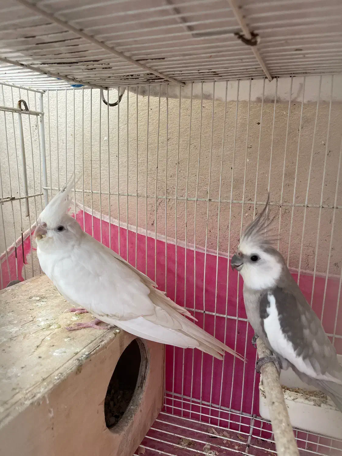 طوطی عروس مولد به شرط|پرنده|آمل, |دیوار