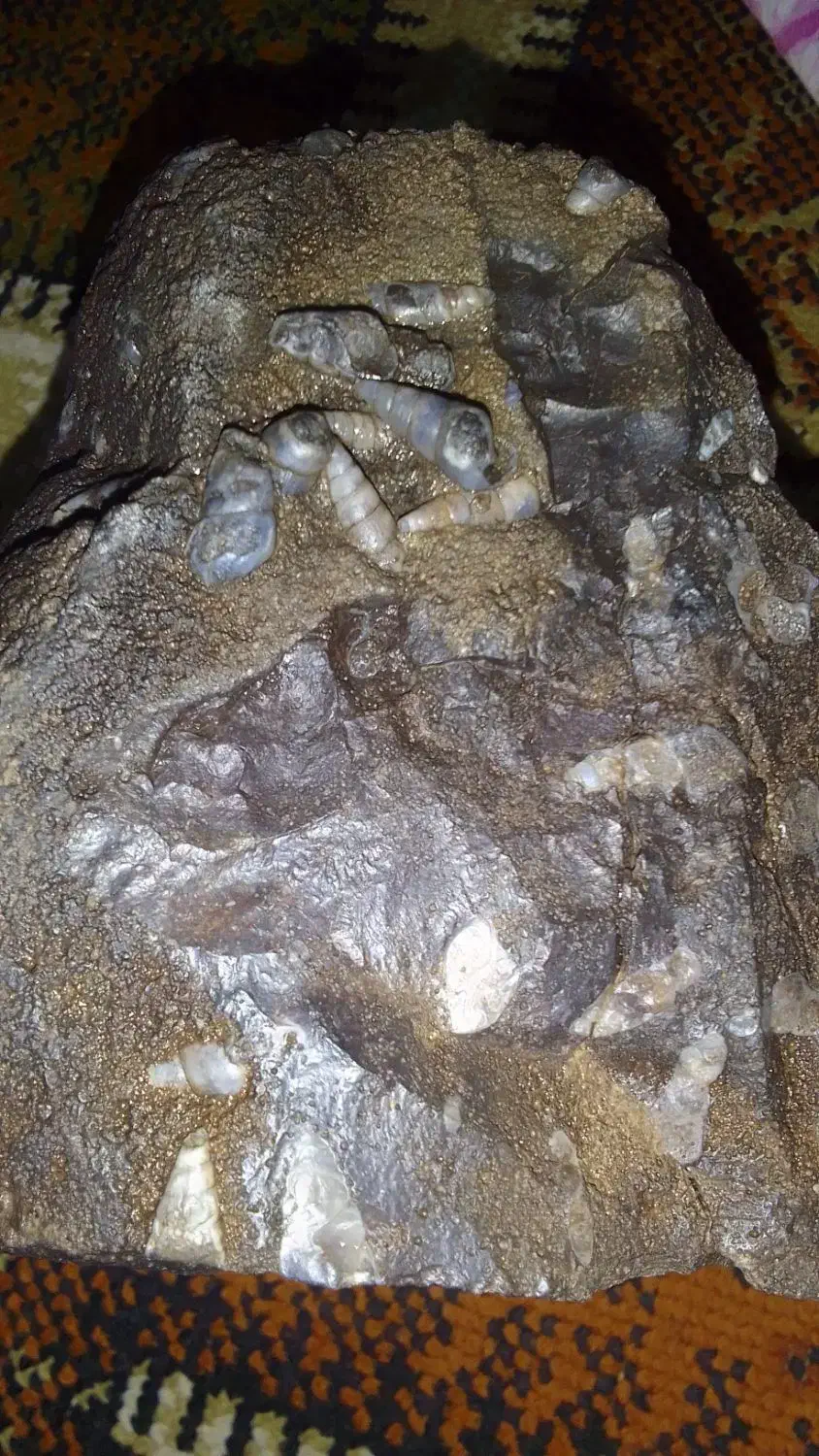 سنگ فسیل وزن ۴کیلو۲۰۰گرم|کلکسیون اشیاء عتیقه|کرمان, |دیوار