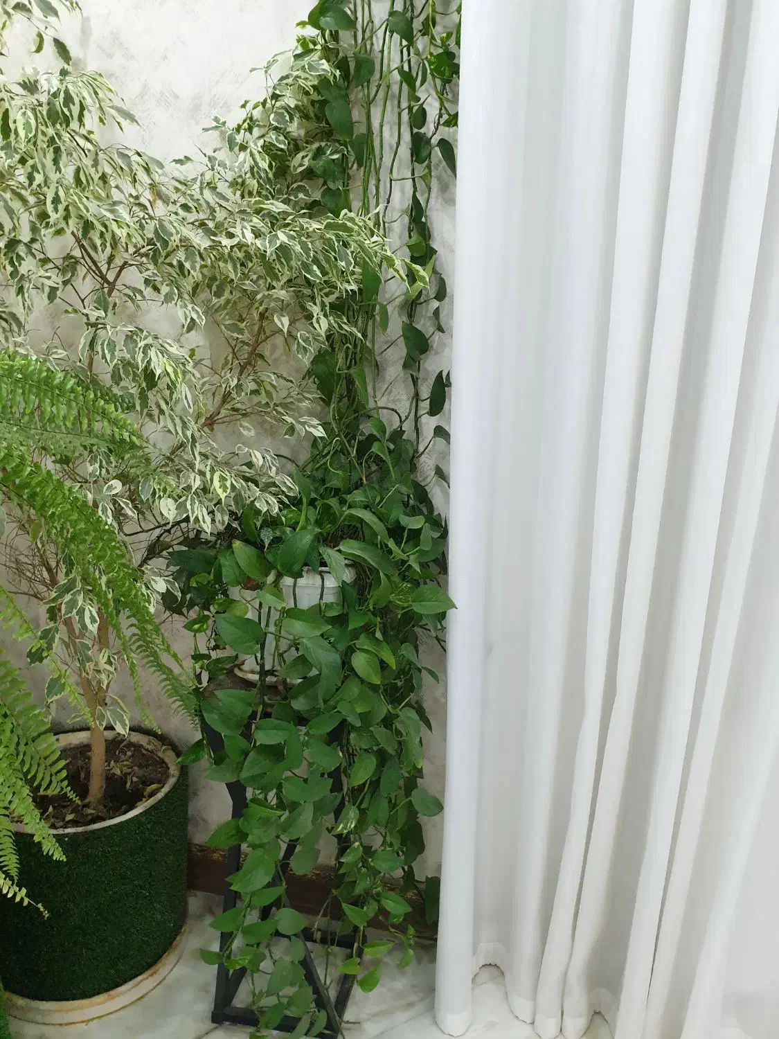 گل با پایه گلدان|گل و گیاه طبیعی|قرچک, زیبا شهر|دیوار