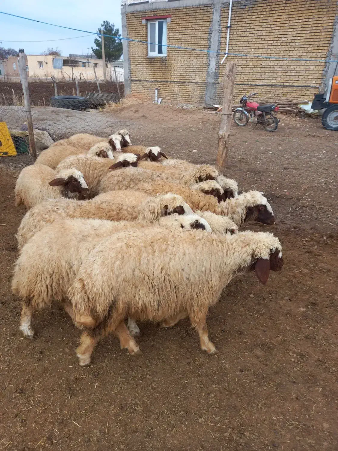 بره ماده داشتی|حیوانات مزرعه|ماهیدشت, |دیوار