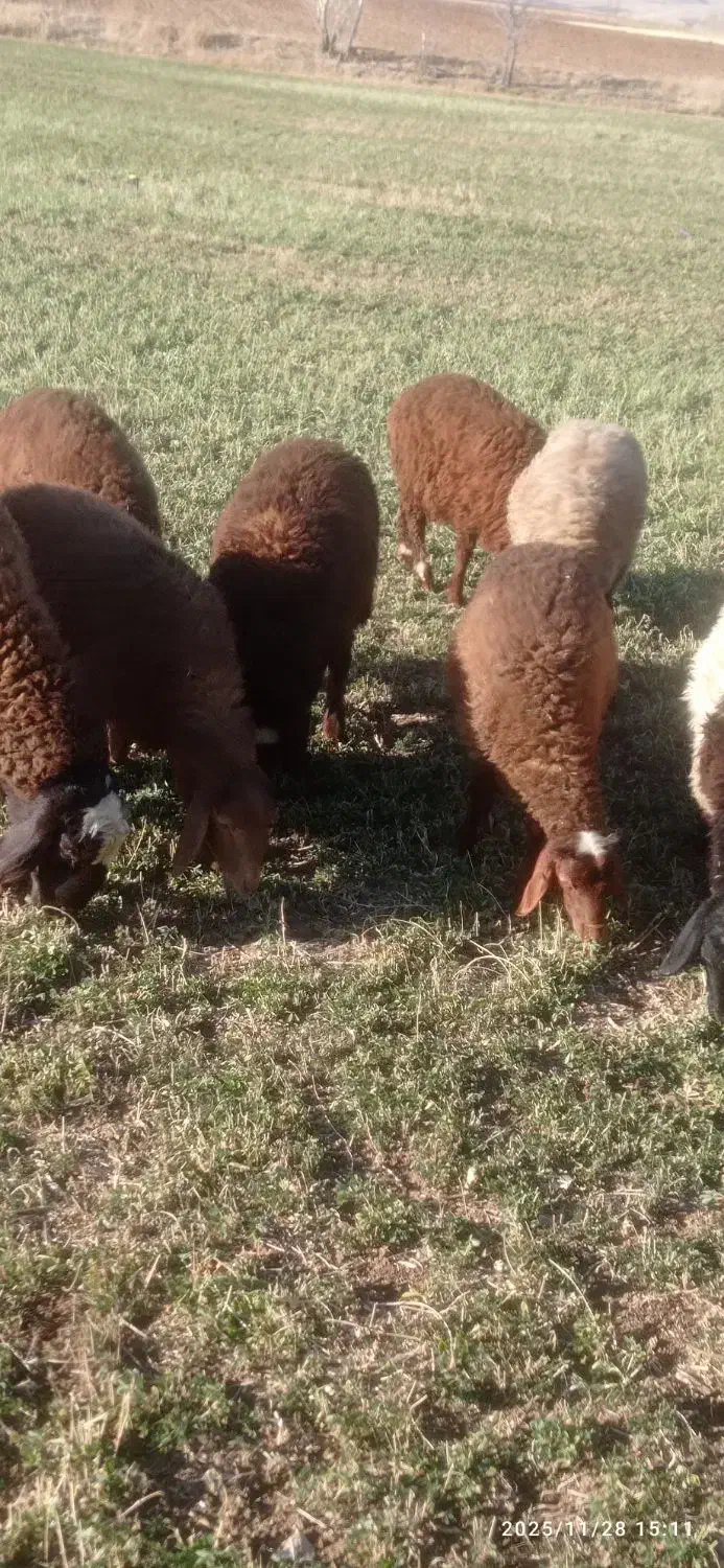 بره نر|حیوانات مزرعه|بلبان آباد, |دیوار