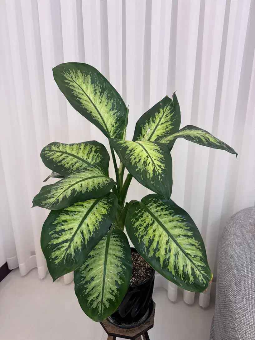 گل دیفن|گل و گیاه طبیعی|مشهد, جاهد شهر|دیوار