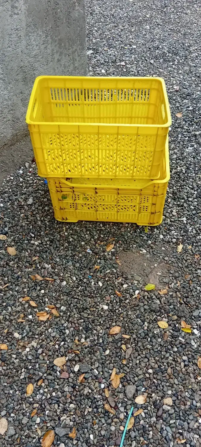 سبد فروشی ۵ عدد رودان|ظروف نگهدارنده، پلاستیکی، یکبارمصرف|رودان, |دیوار