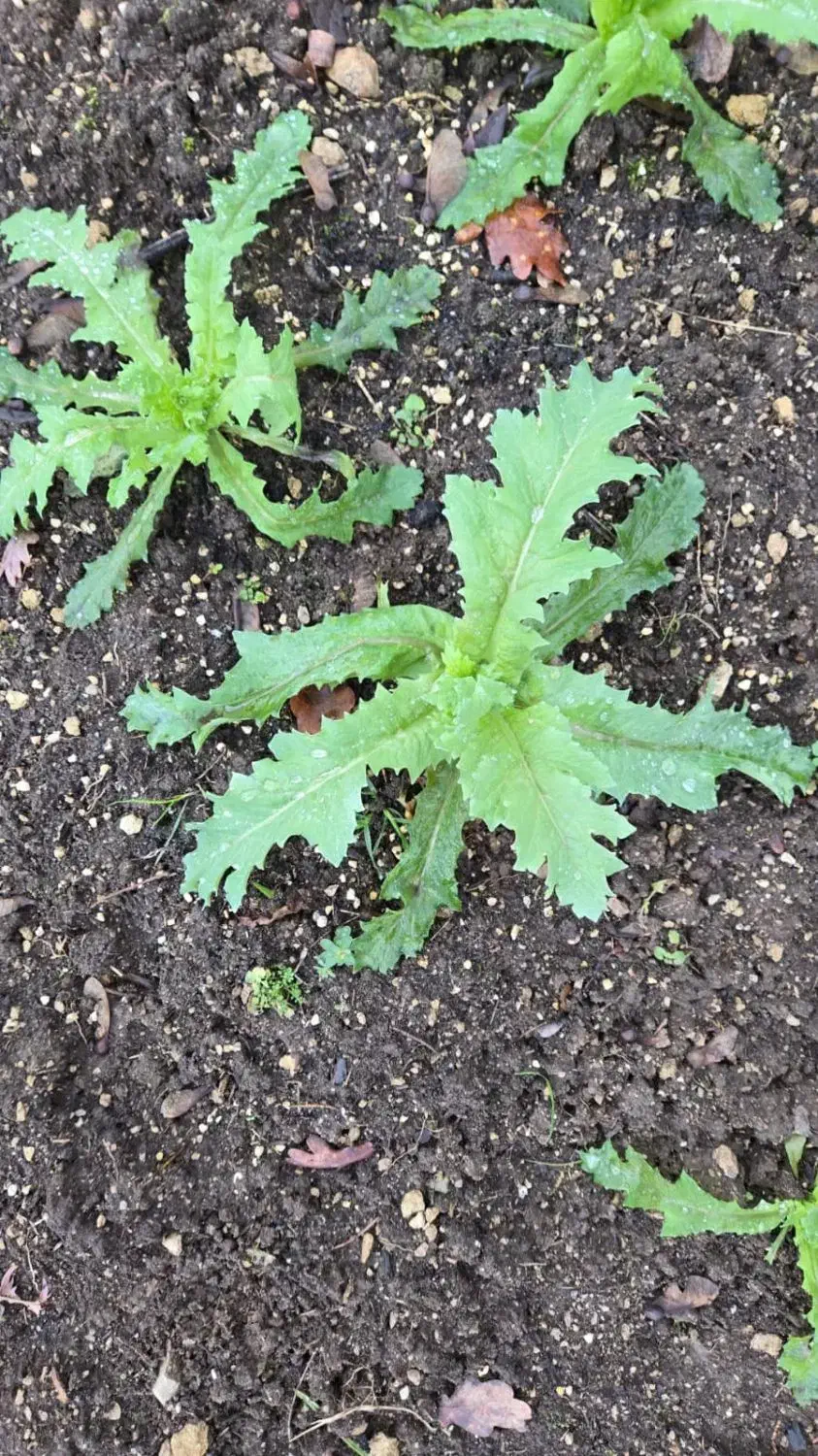 بذر اصلاح شده موجوده|گل و گیاه طبیعی|ایرانشهر, |دیوار