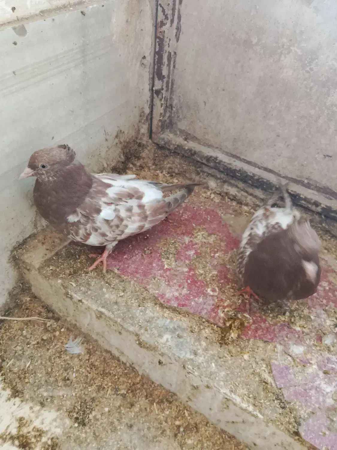 کبوتر|پرنده|سمیرم, |دیوار