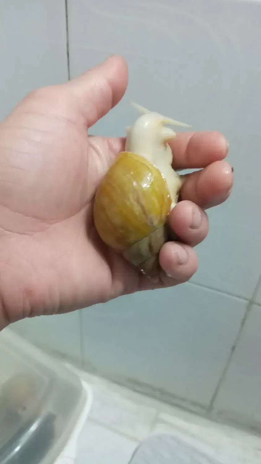 حلزون آلبینو|خزنده|پاکدشت, پاکدشت (مامازند)|دیوار