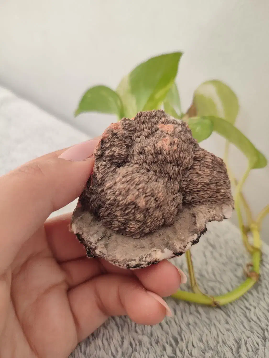 سنگ تزئینی|صنایع دستی و سایر لوازم تزئینی|مشهد, آزادشهر|دیوار