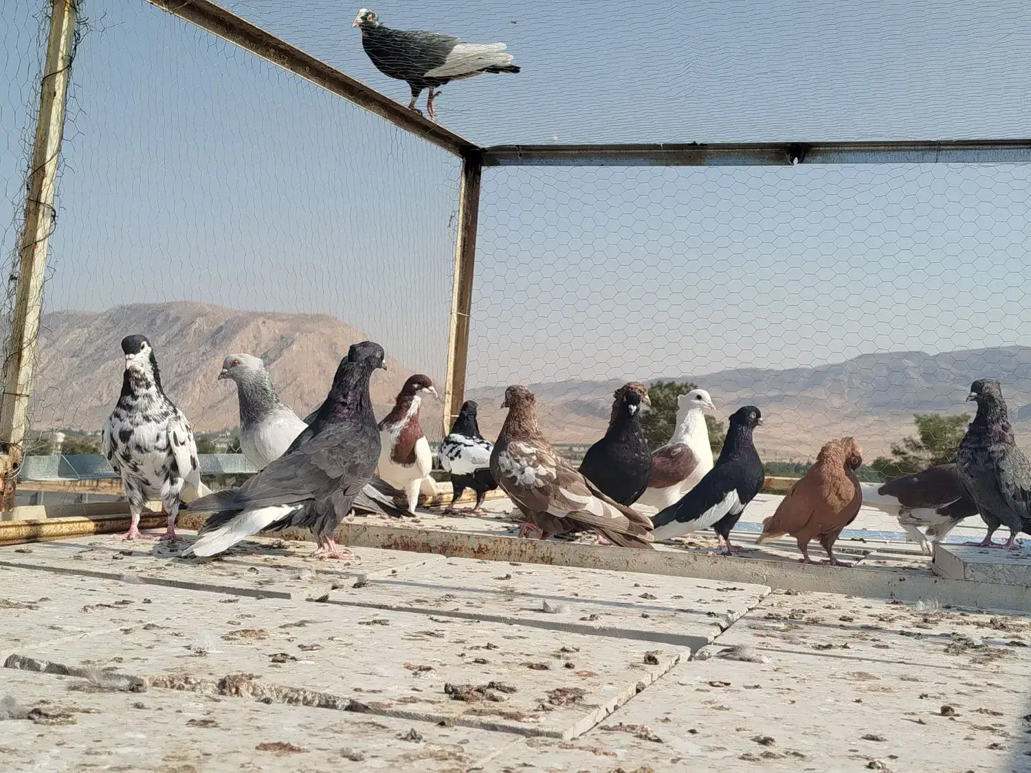 کبوتر رنگی|پرنده|شیراز, اکبر آباد|دیوار