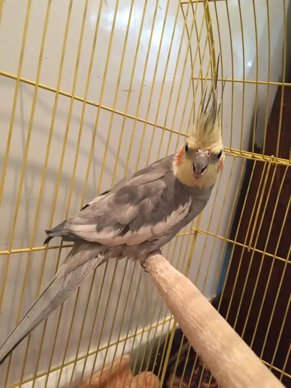 عروس سالم سرحال دستی متوسط دوکلمه حرف میزنه با قفس|پرنده|خوانسار, |دیوار