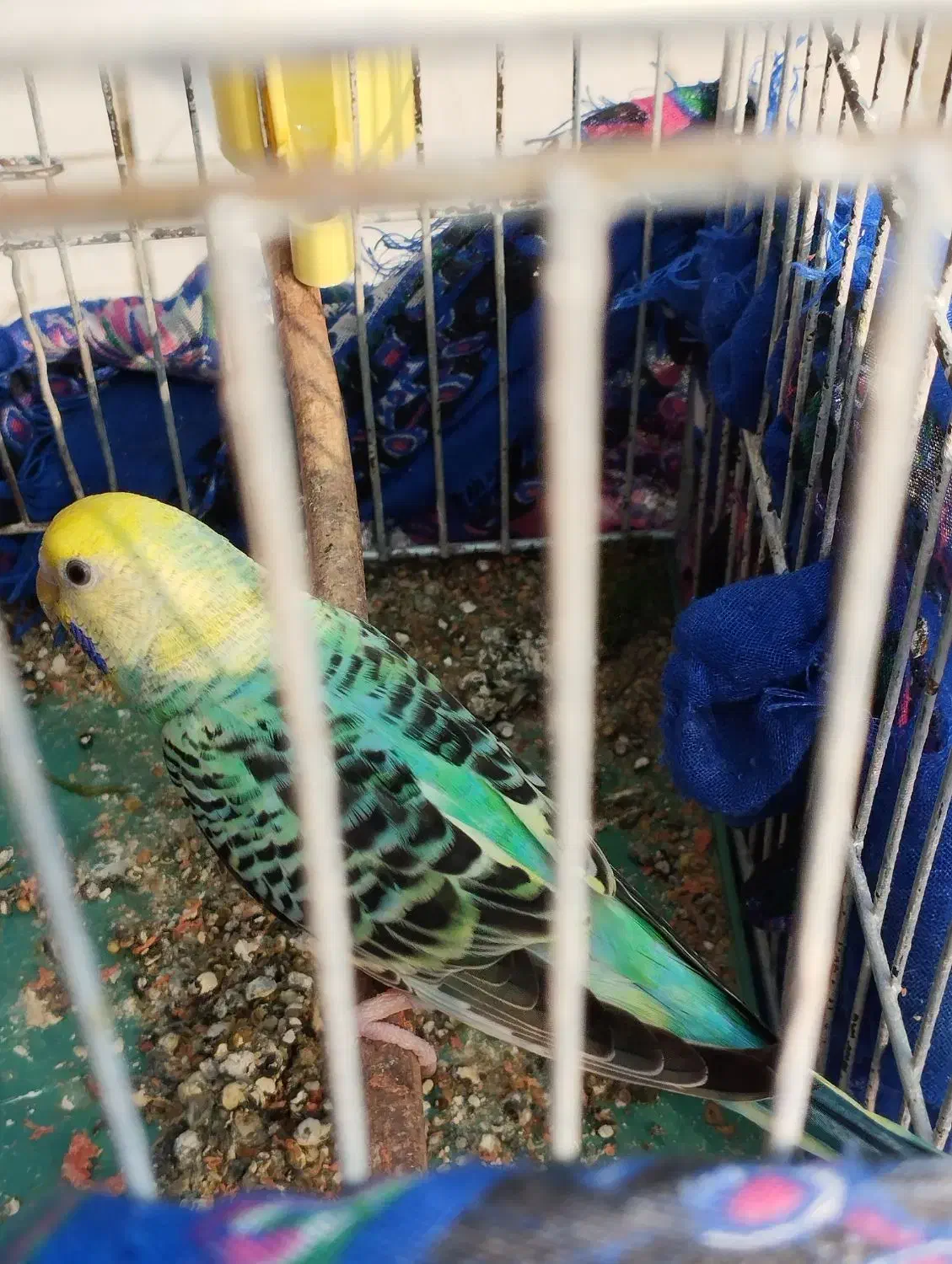 مرغ عشق اسپانگل|پرنده|خرمشهر, |دیوار