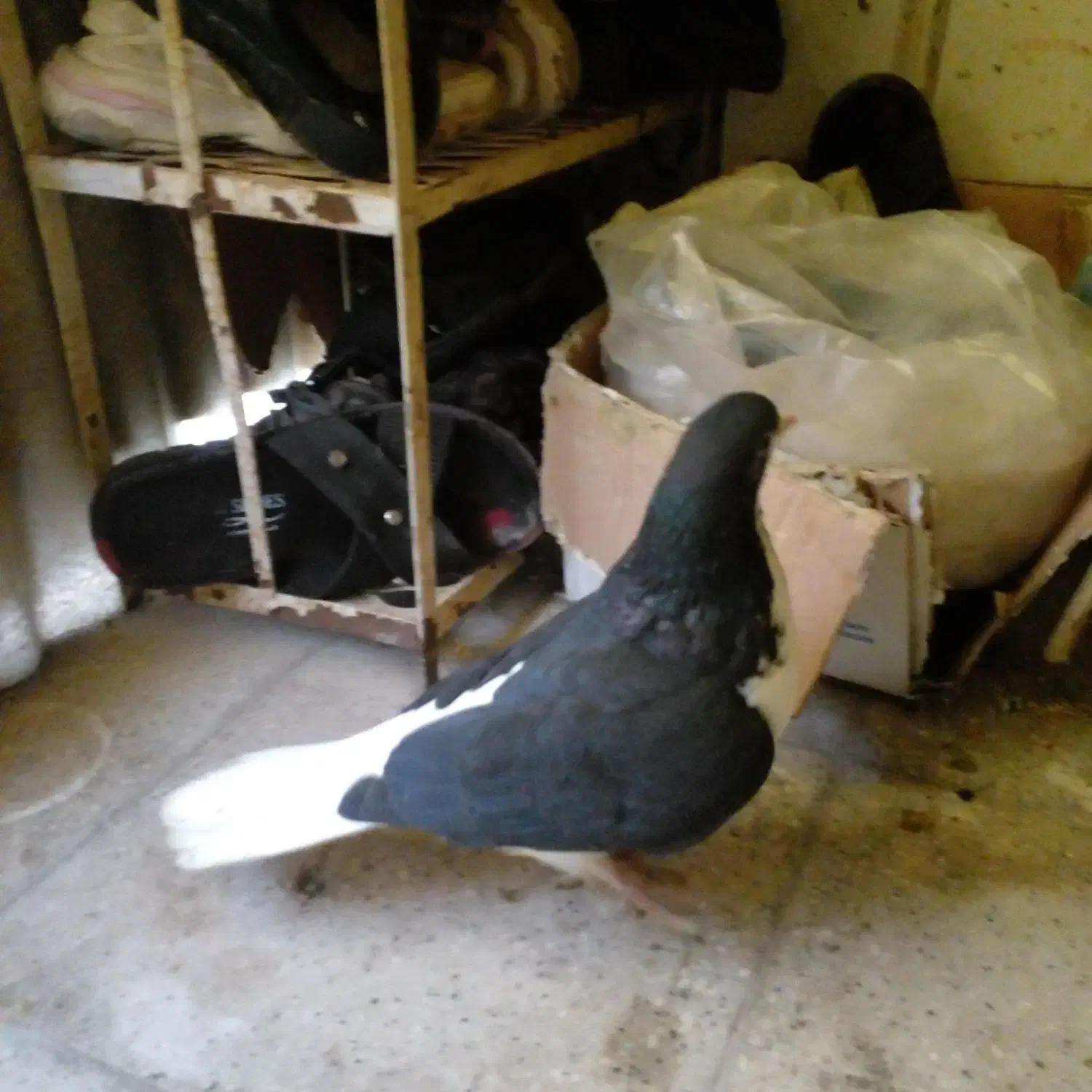 کبوتر|پرنده|بشاریات, |دیوار