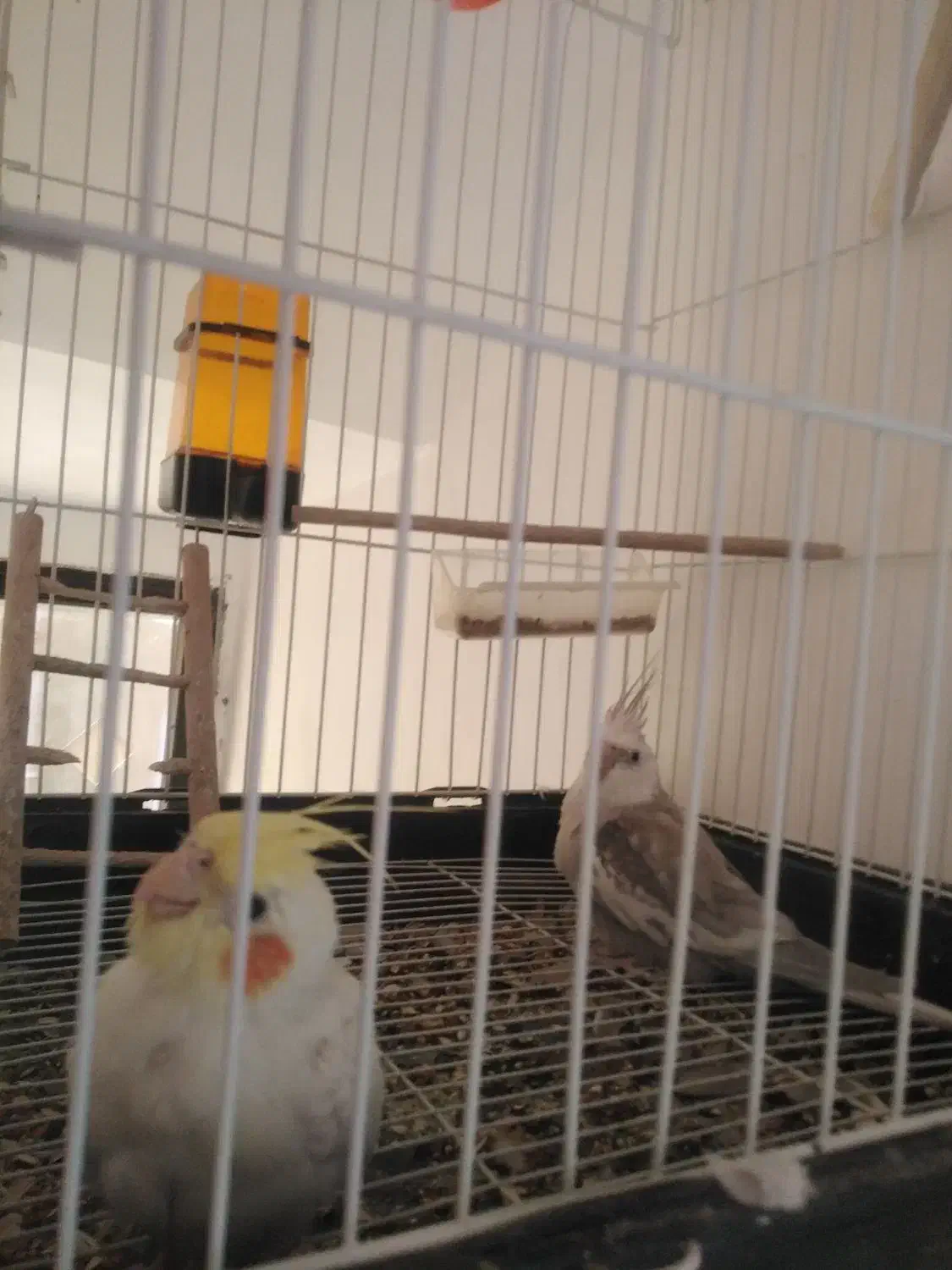 عروس هلندی|پرنده|فلاورجان, |دیوار