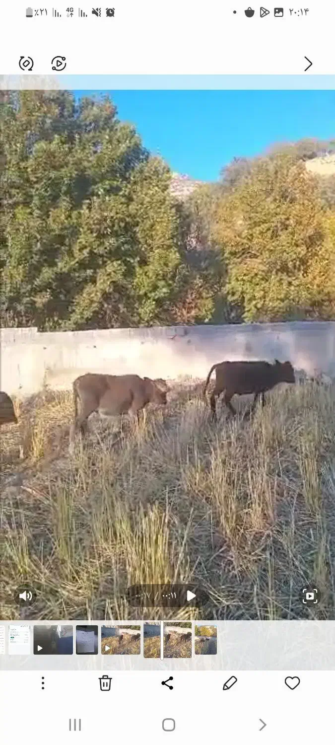 فروش ۷ راس گوساله|حیوانات مزرعه|لوداب, |دیوار