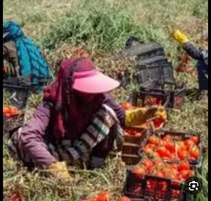 سرکارگر کشاورزی  چیدن سیب زمینی پیاز  گوجه.زعفران|خدمات باغبانی و درختکاری|کرمانشاه, |دیوار