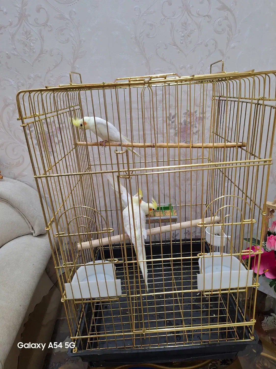 عروس هلندی لوتینو مولد|پرنده|طبس, |دیوار