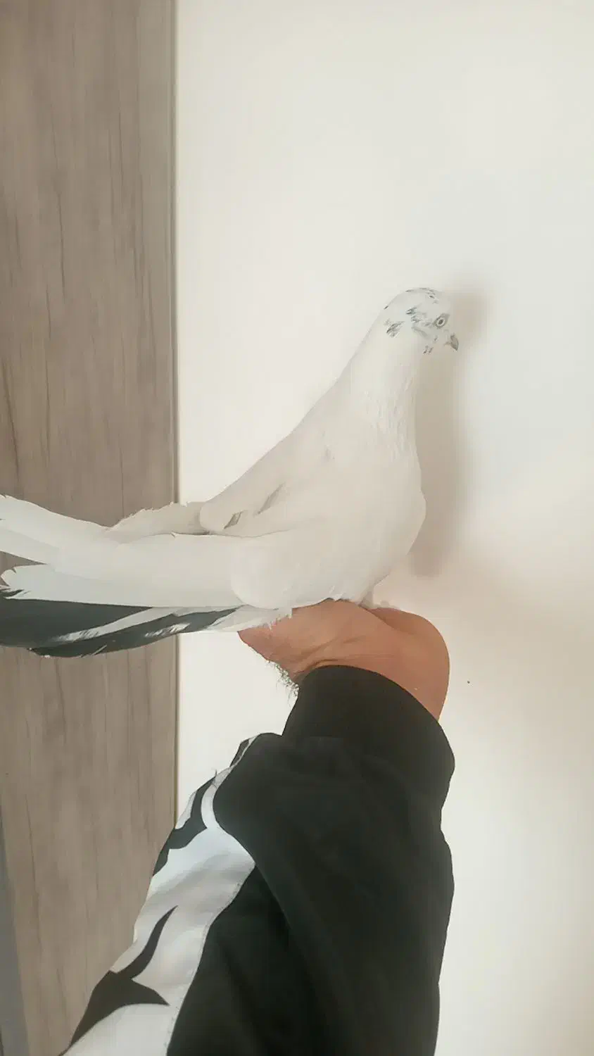 کبوتر تهرانی ویک عدد اصفهانی|پرنده|برخوار, |دیوار