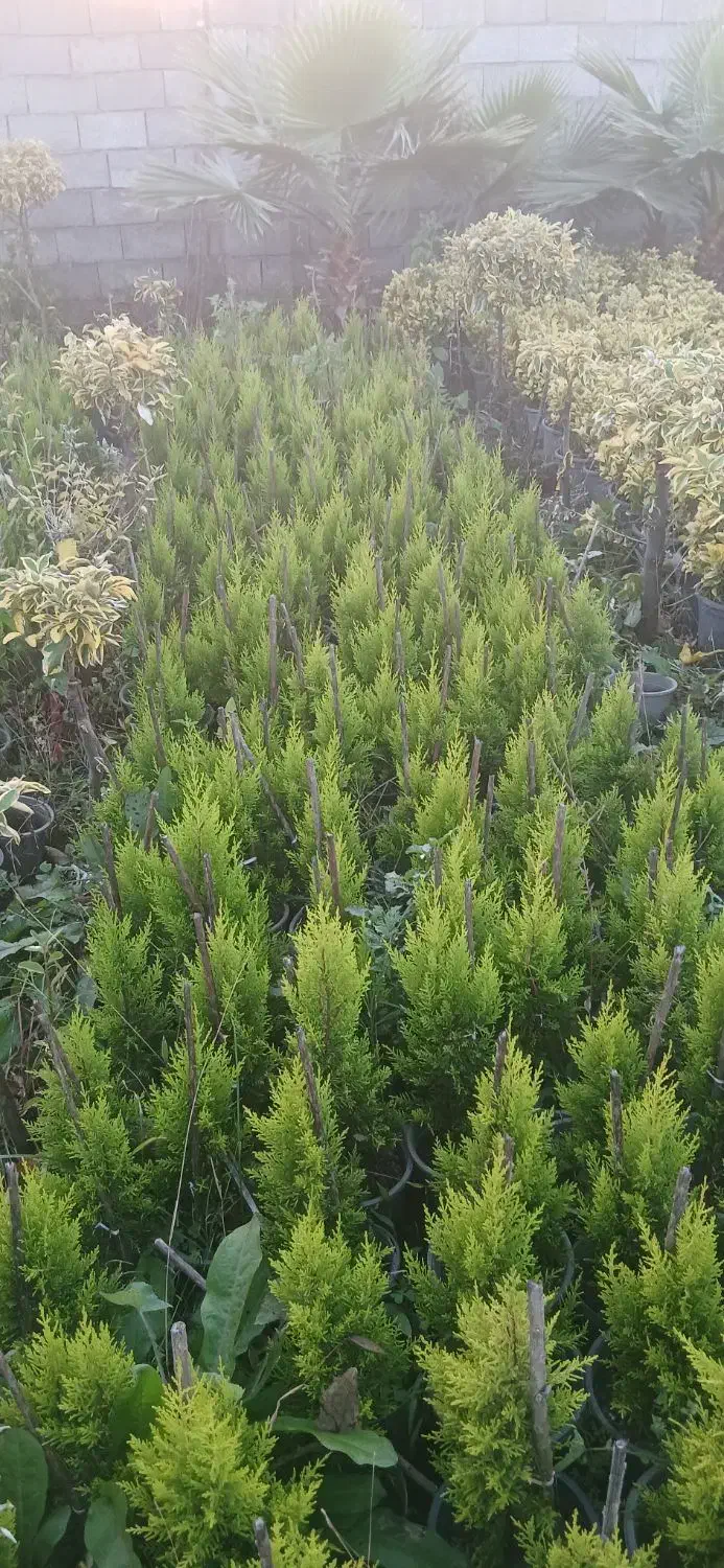 کاج لاوسون پالم واشنگتنی یاس هلندی سیکاس|خدمات باغبانی و درختکاری|کلاچای, |دیوار