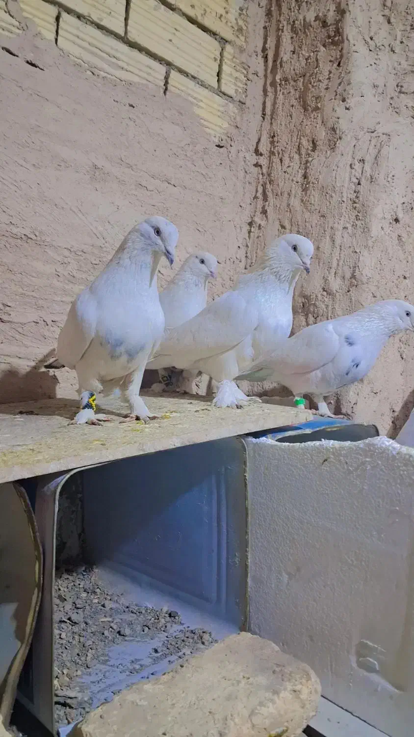 سفید پور|پرنده|شهرکرد, |دیوار