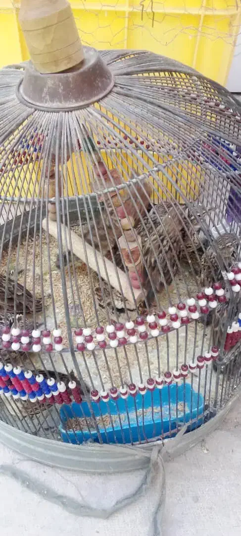 پرنده قناری|پرنده|بندرعباس, |دیوار