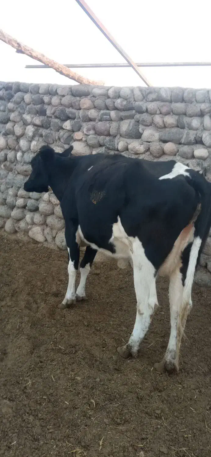 گاو ماده شیری فروشی|حیوانات مزرعه|خاش, |دیوار