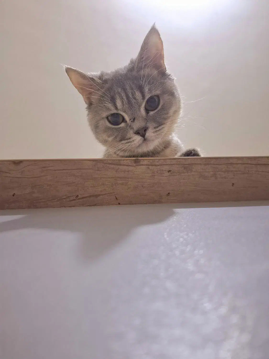 فروش گربه بریتیش شورت هیر ماده|گربه|کرج, کمال‌شهر|دیوار