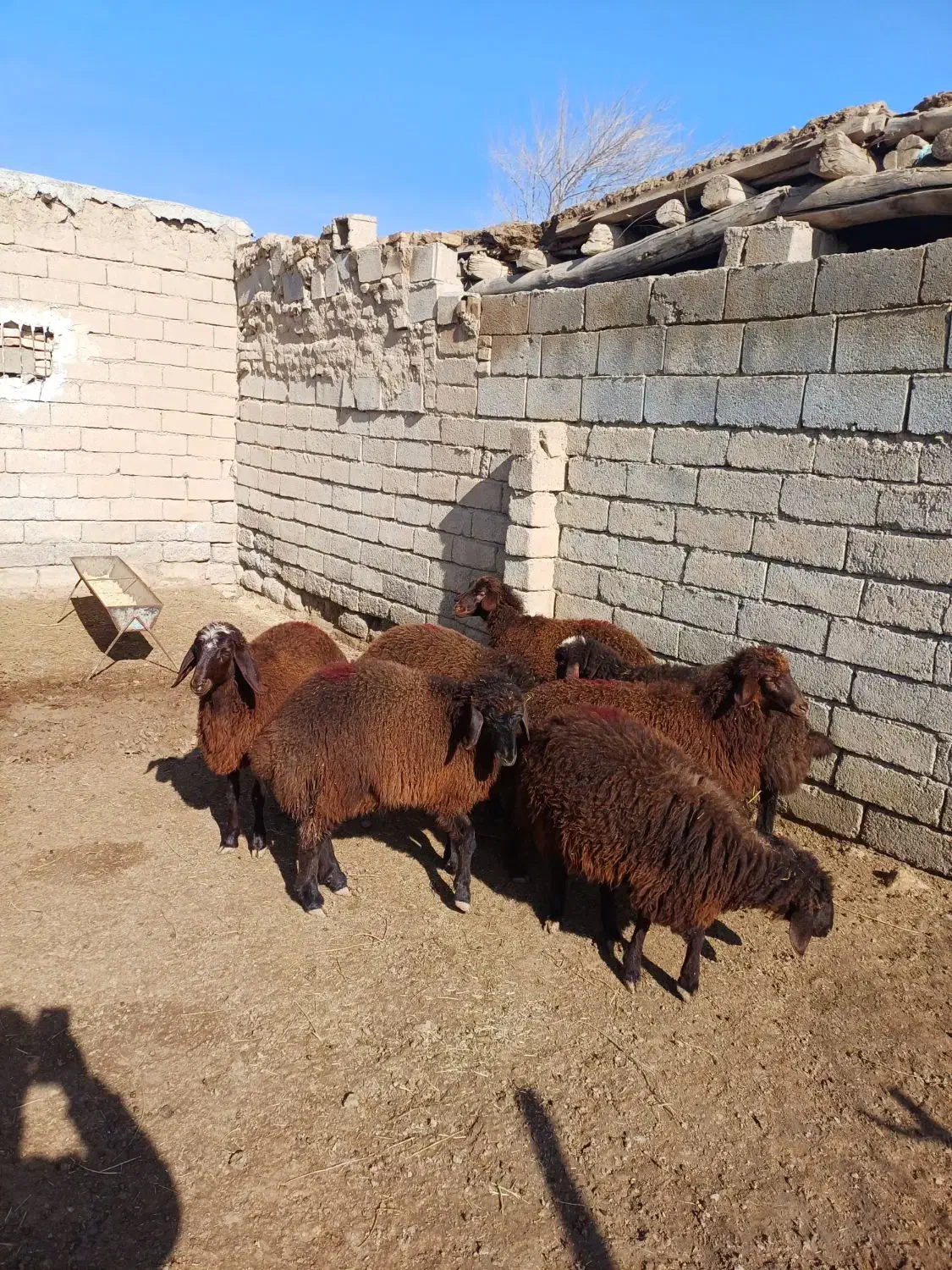 بره ماده|حیوانات مزرعه|درگز, |دیوار