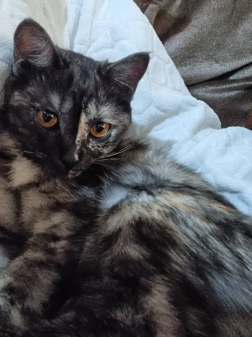 واگذاری|گربه|پاکدشت, پاکدشت (مامازند)|دیوار