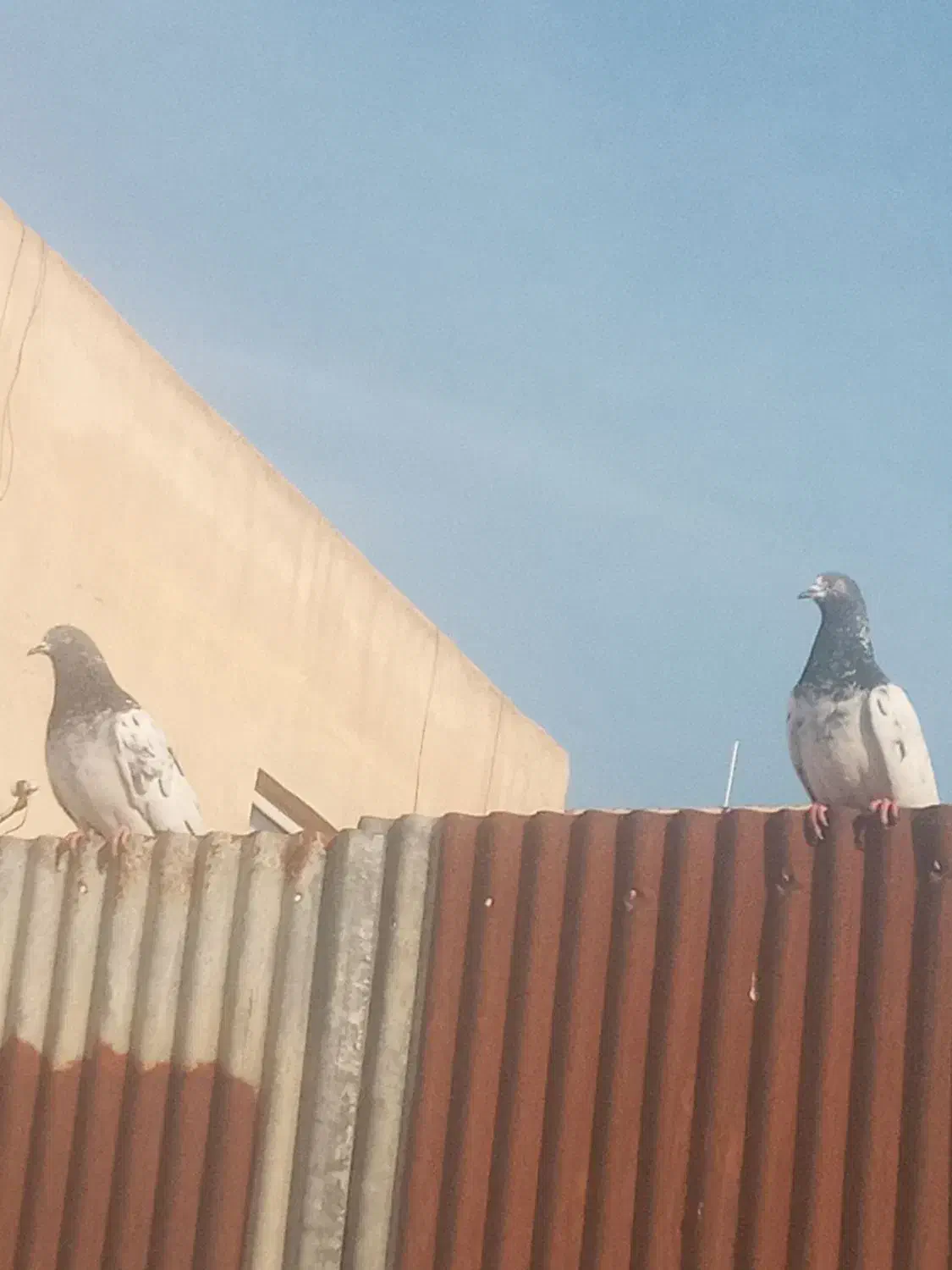 کبوتر پرشی|پرنده|فردیس, فردیس|دیوار