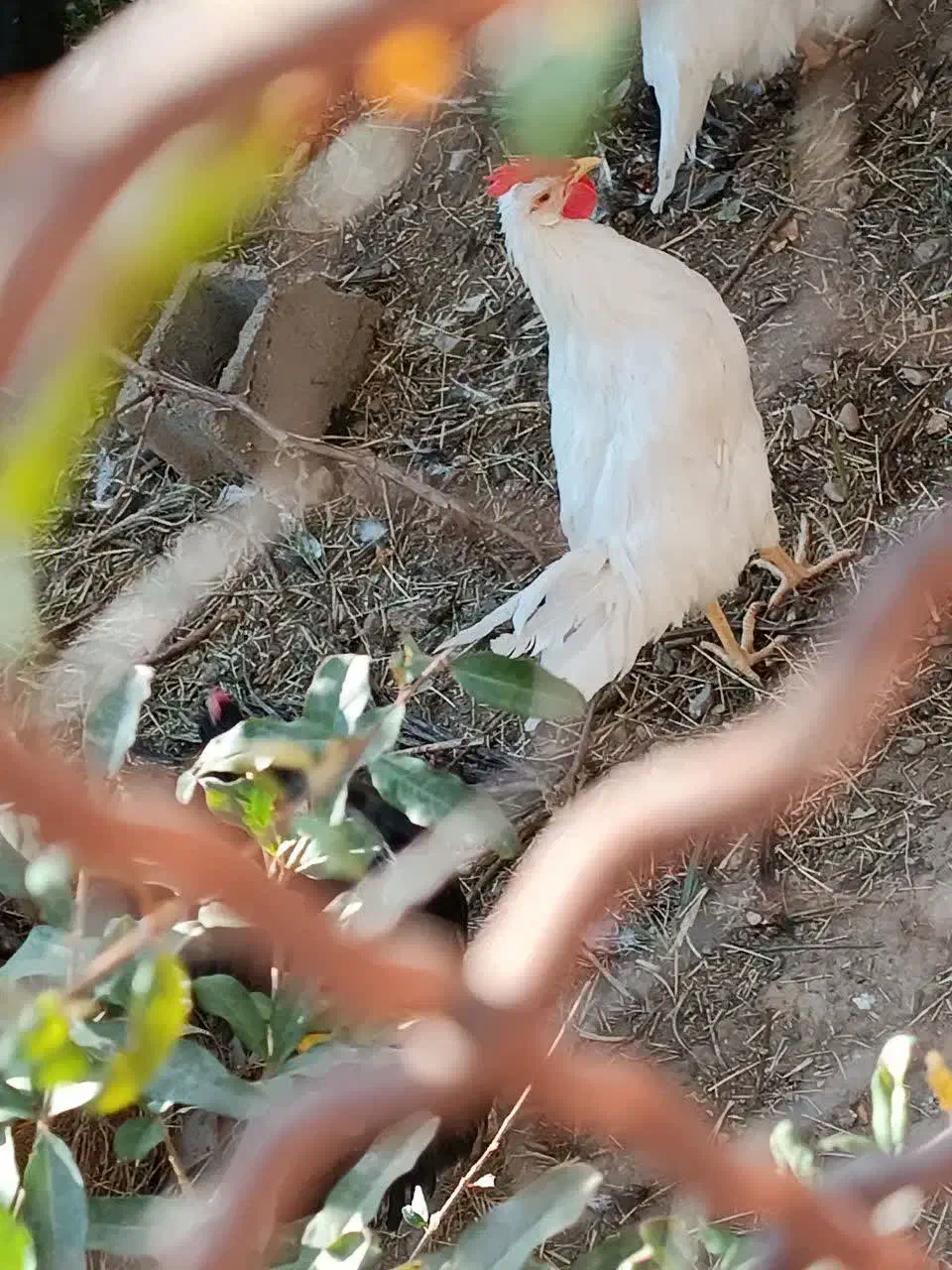 خروس فروشی ۳۵۰ تومن|حیوانات مزرعه|طبس, |دیوار