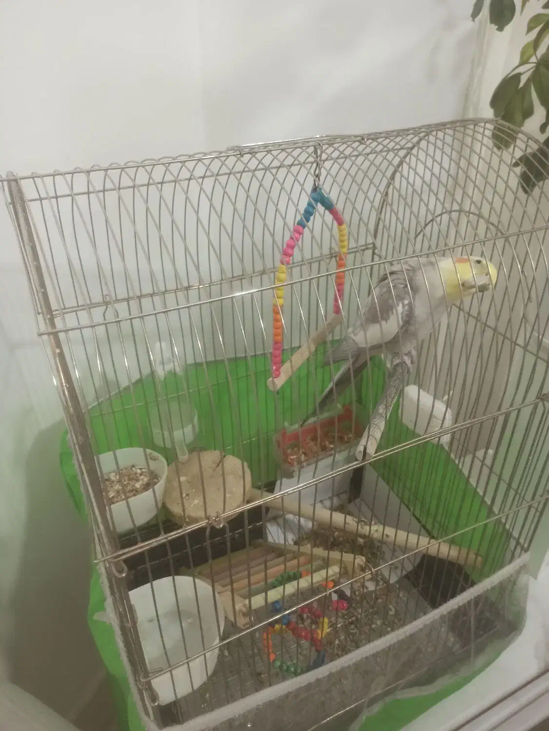 عروس هلندی|پرنده|بندرعباس, |دیوار