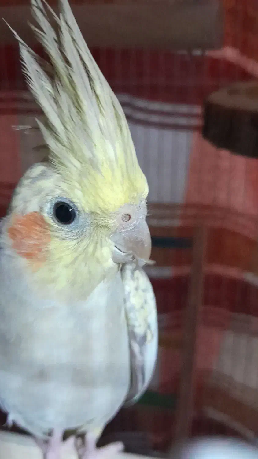 عروس هلندی|پرنده|اردبیل, |دیوار