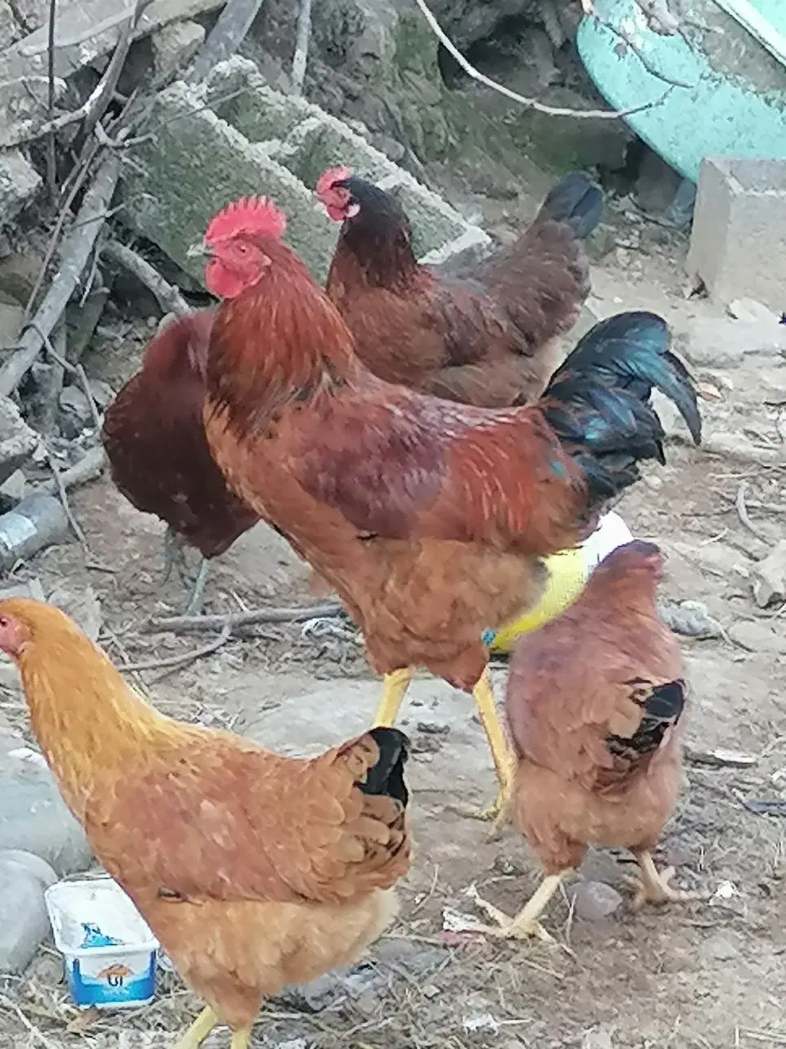 فروش خروس محلی اصیل|حیوانات مزرعه|بابکان, |دیوار