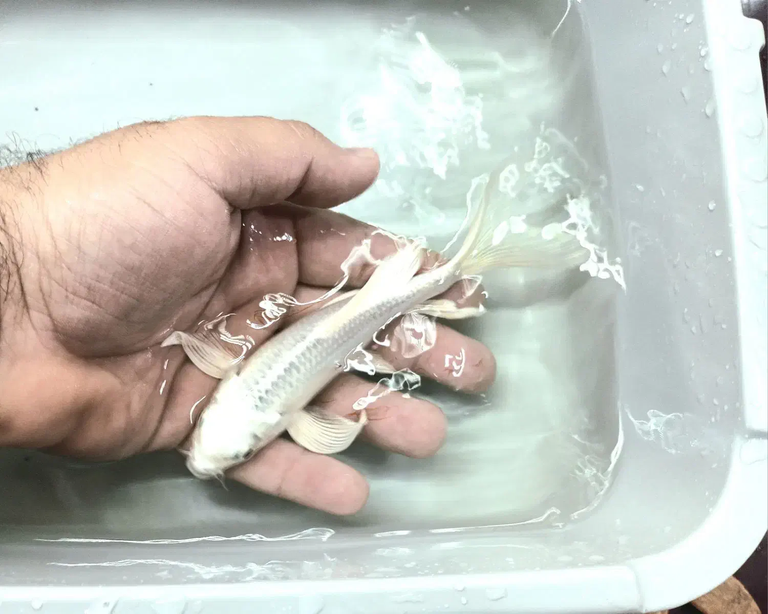 ماهی کوی پلاتینیوم باله بلند|ماهی|پرند, فاز ۳|دیوار