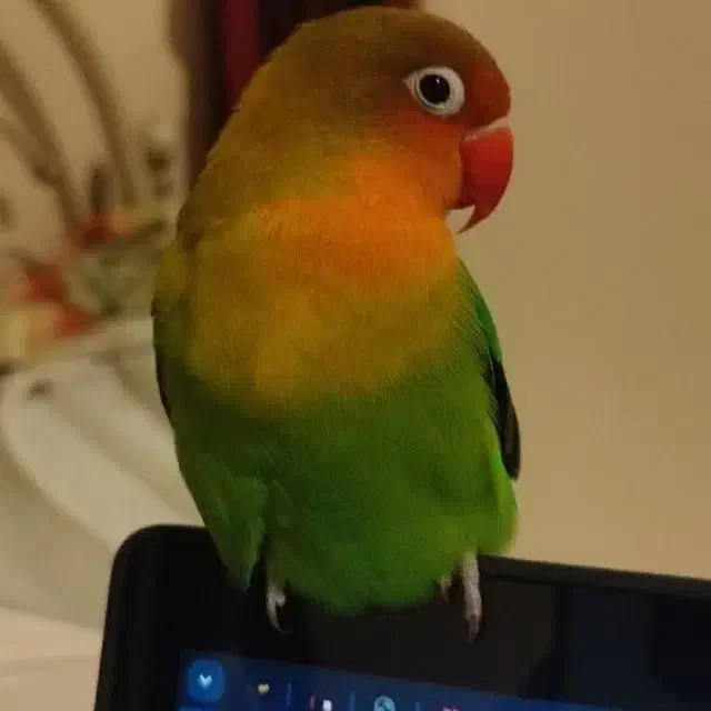 طوطی گمشده|حیوانات|تبریز, |دیوار